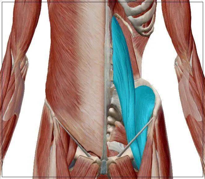 干货腰大肌的功能解剖动图人体关键部位人人都需要了解
