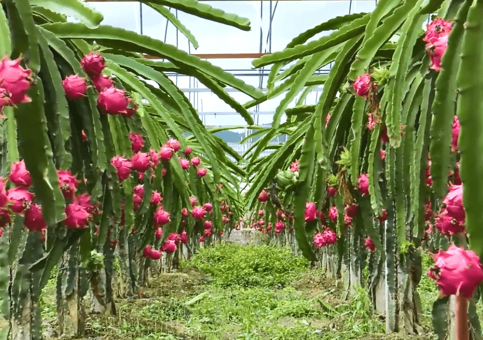 柏福根有21个种植火龙果的大棚,每个大棚里有65棵火龙果,每棵火龙果上