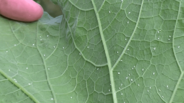 小白虫到底是啥