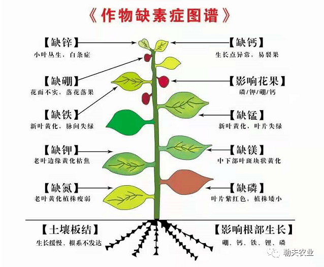 作物缺素示意图图片