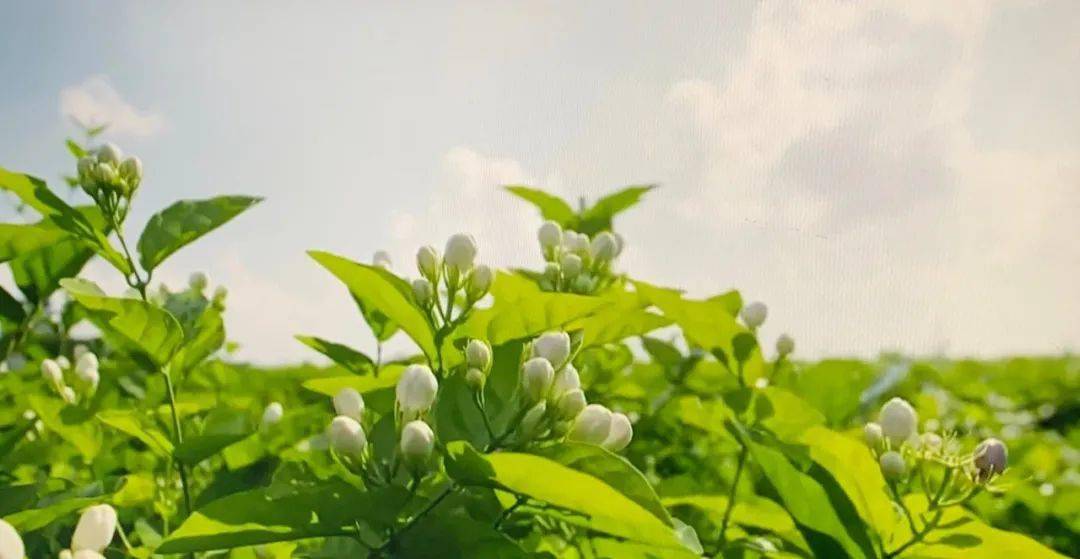 美食淄博掃碼下單醇厚鮮爽茉莉花茶