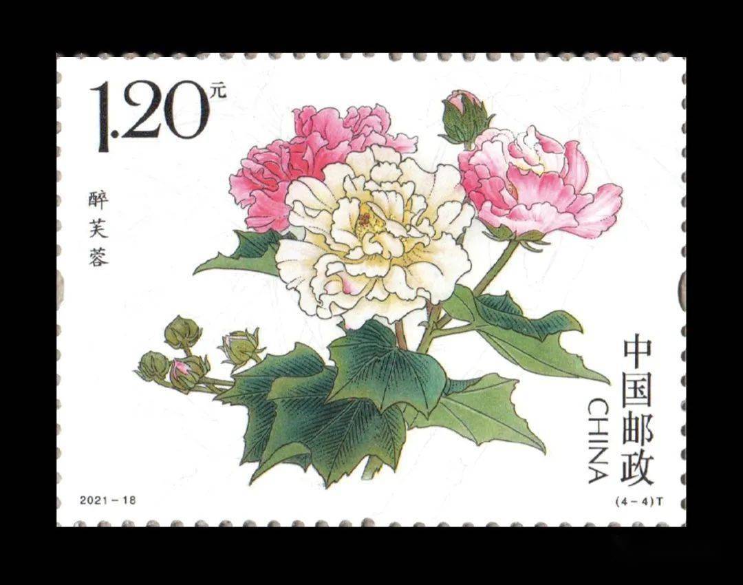 后天发行木芙蓉花特种邮票小版张官方视频动画展示