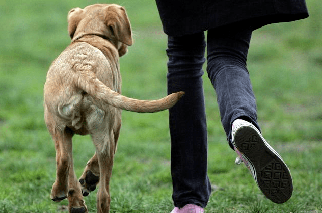 探索梦境深处,我梦见吃自己养的狗意味着什么? 探索梦境深处,我梦见吃自己养的狗意味着什么?