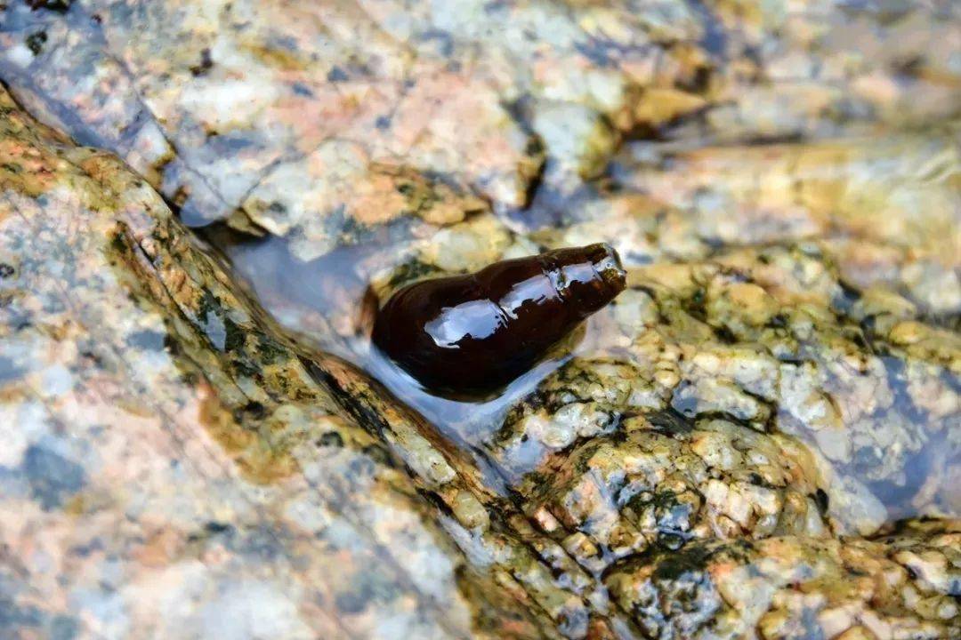 客家地区这种野味,叫人欲罢不能!_坑螺