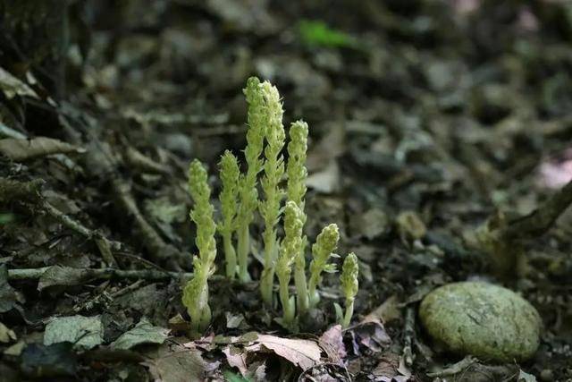 11株 植物界大熊猫 双蕊兰现身辽宁 兰科