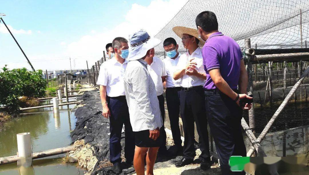 在盐鸿镇实地调研牛蛙养殖场养殖尾水治理情况时,曾