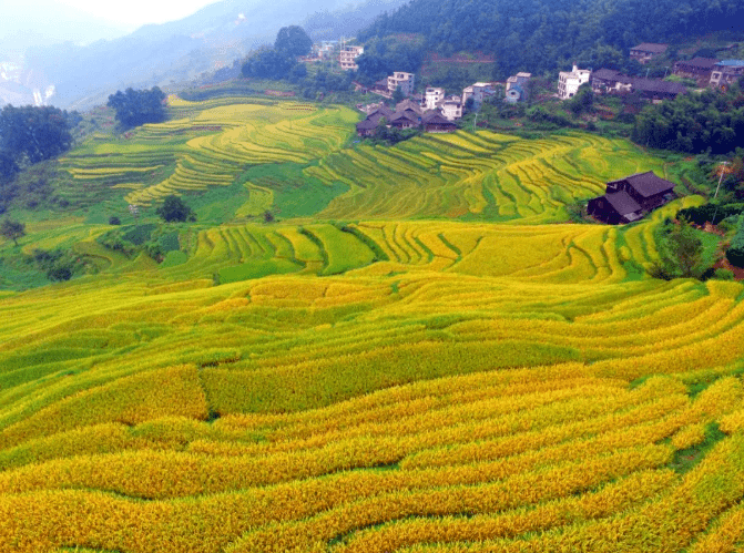 金色大地风景图片图片