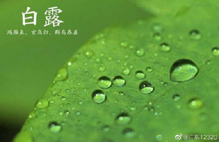 百合|白露饮食·养肺润燥