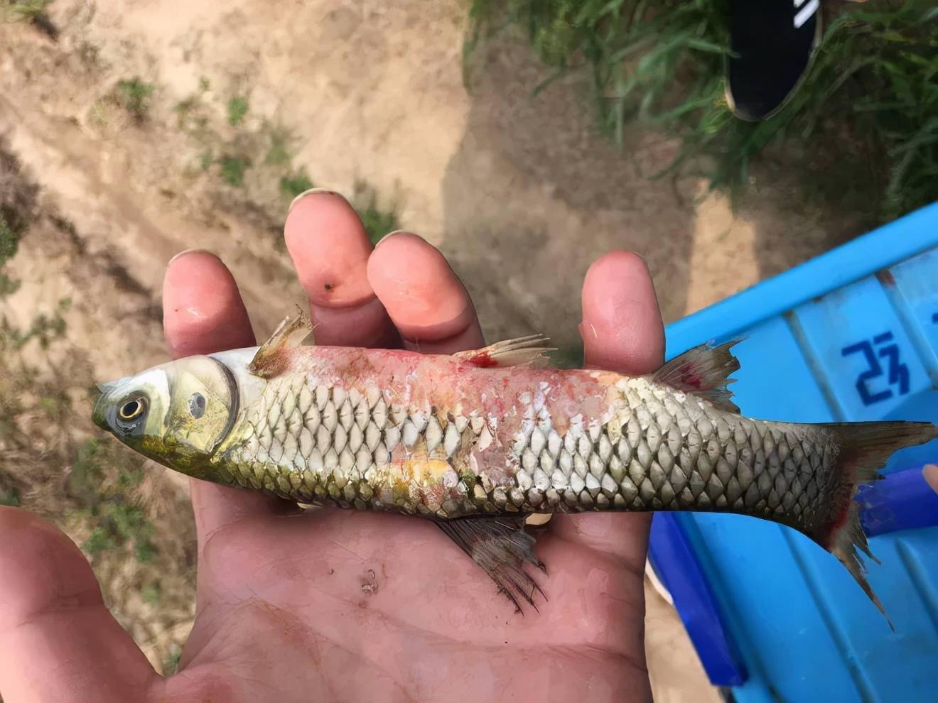 别让草鱼赤皮病成为赚钱路上的拦路虎