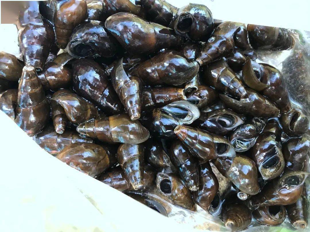 现在要几十块1斤!_坑螺