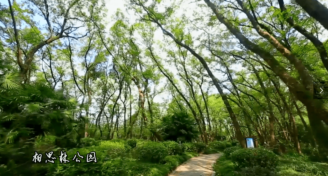 草木茂盛汤池镇/相思林,白云禅寺,少间王圩里民宿你要的慢生活,庐江都