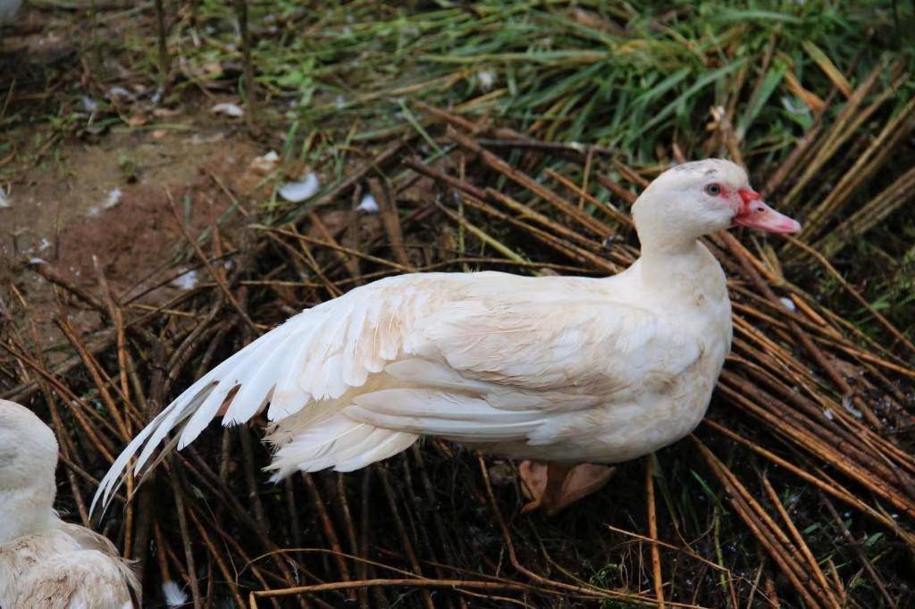 渭南市临渭区蒲阳村:红头雁带来致富新思路