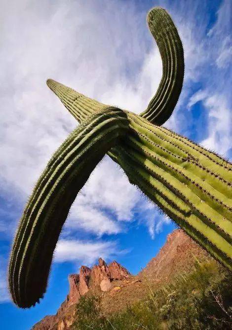 欣赏| 令人叹为观止的巨型仙人掌,壮观极了