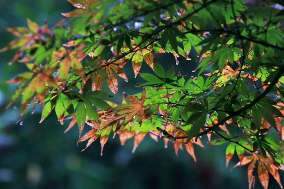 【节气】今日白露|凉爽的秋,来了!