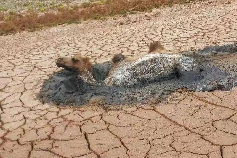 2021年9月3日17时许,阿拉善左旗巴彦诺日公苏木沙日布拉格嘎查党支部