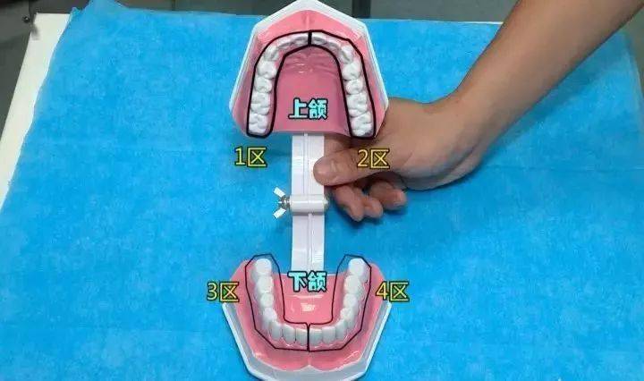 刷上牙的时候,牙刷需要与牙齿呈45度角,在龈沟部位刷一到两下;牙齿