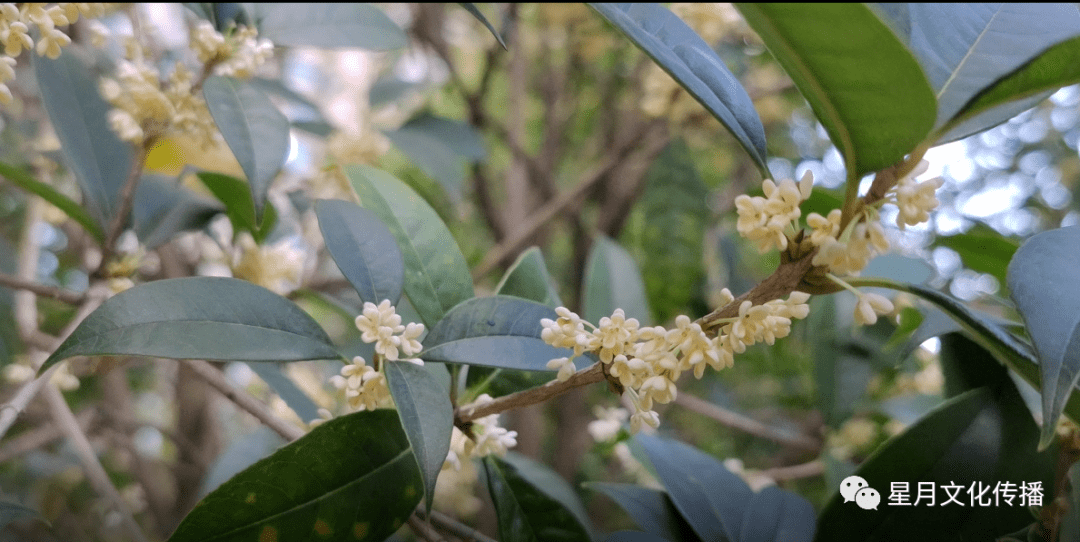 金秋九月,丹桂飄香.如果秋天有味道,那一定是桂花的香.