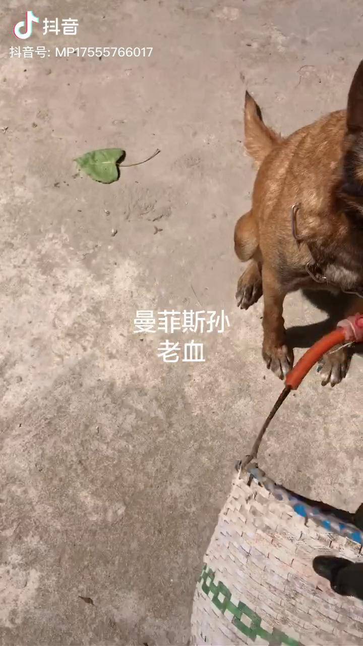 曼菲斯马犬原版图片图片