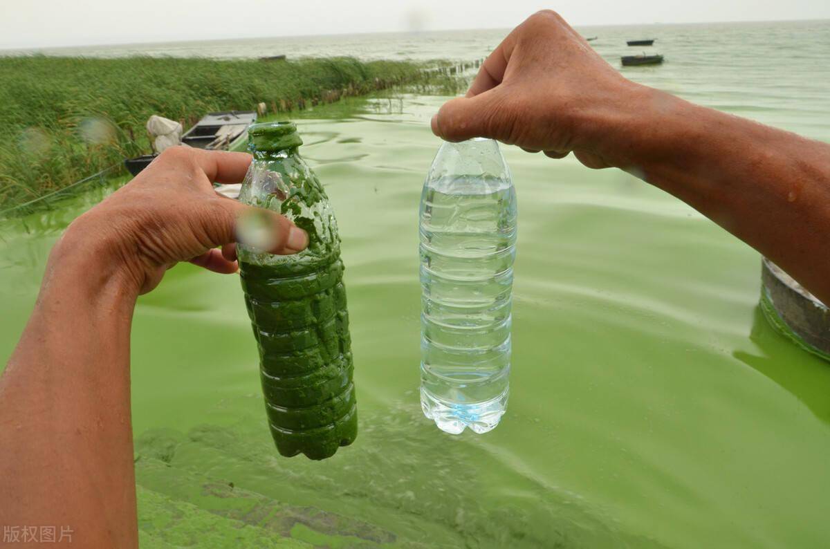 武汉的顽疾30年来反复发作沙湖为何难除蓝藻病
