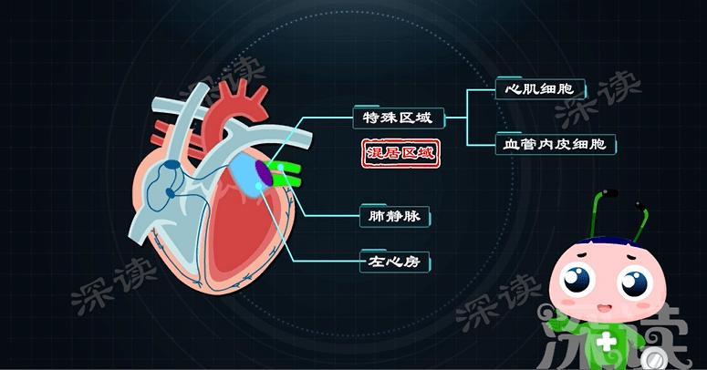 心慌胸悶背後真相是啥?房顫發病機制動漫版