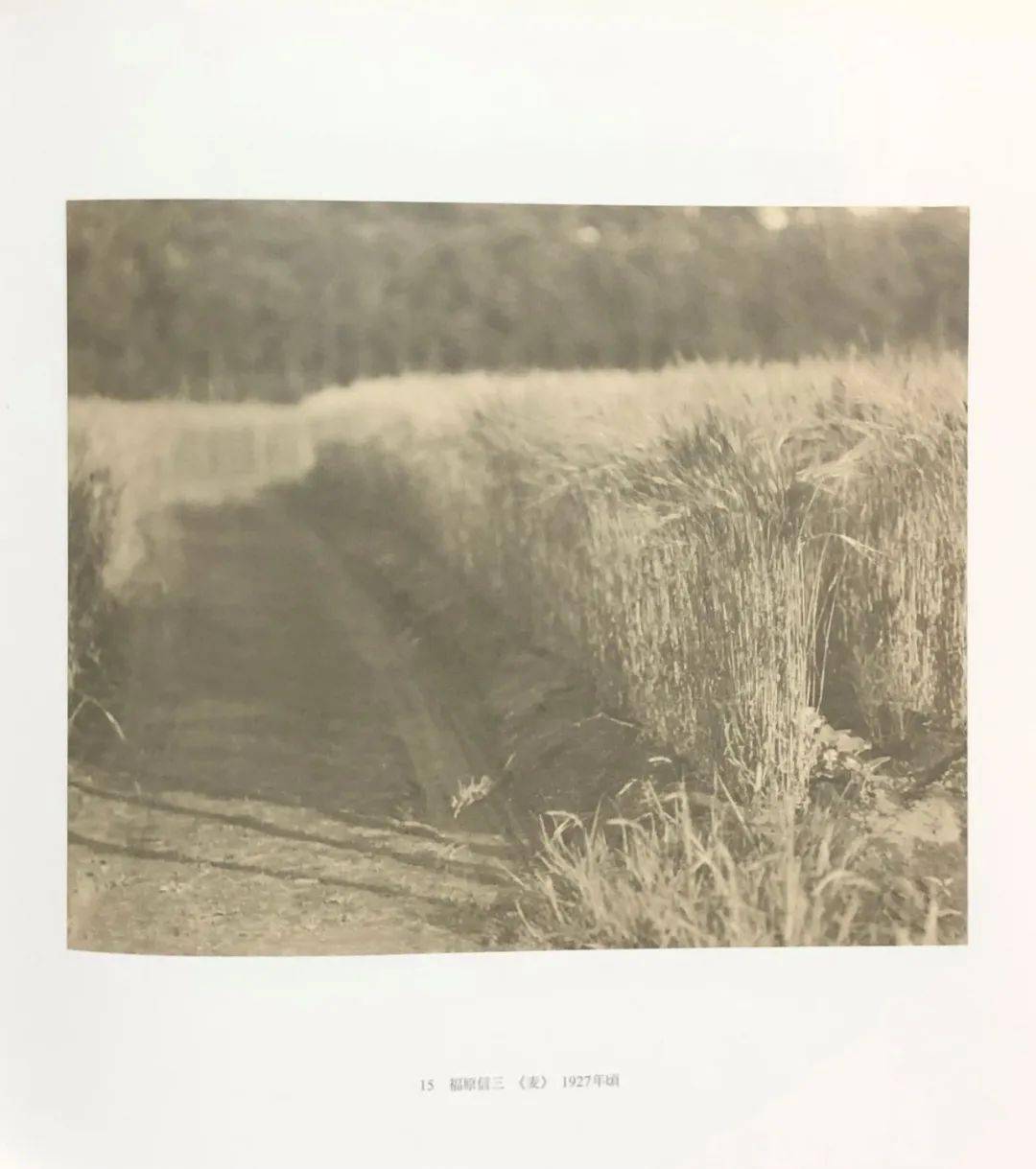 日本写真家系列（3）光的原风景福原信三和福原路草_艺术