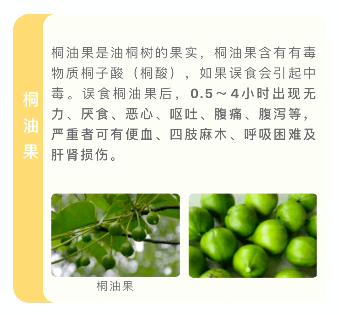 植物结果的季节 四川省夏季导致食物中毒的 野果主要有马桑果,桐油果