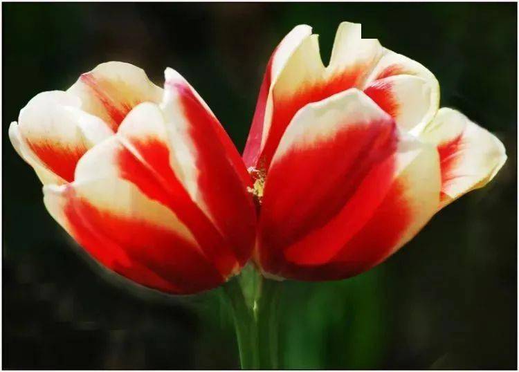 并蒂花罕见啊太好看了