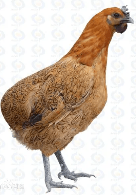 114个地方黄鸡,你尝过几种?