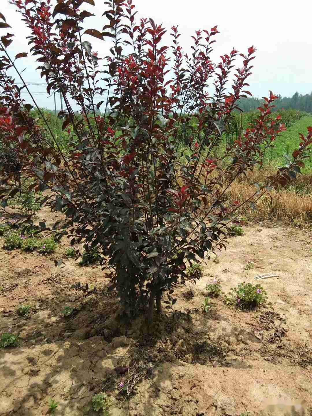 丛生红叶李种植指南