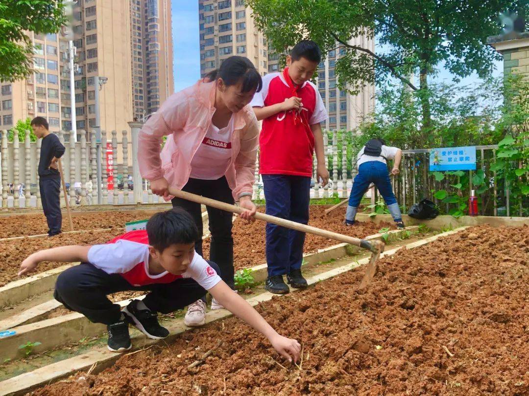 红领巾|采摘向日葵 共享丰收的喜悦_种植地