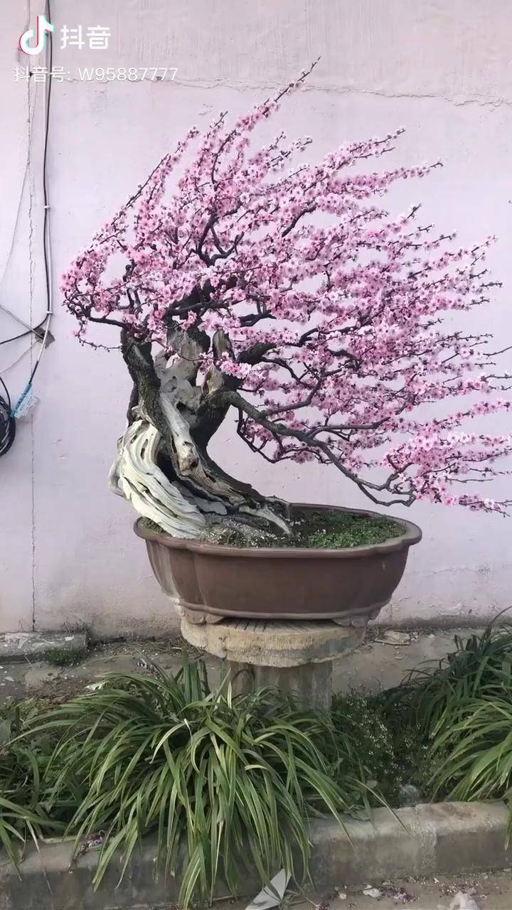 美人梅风动式造型老桩