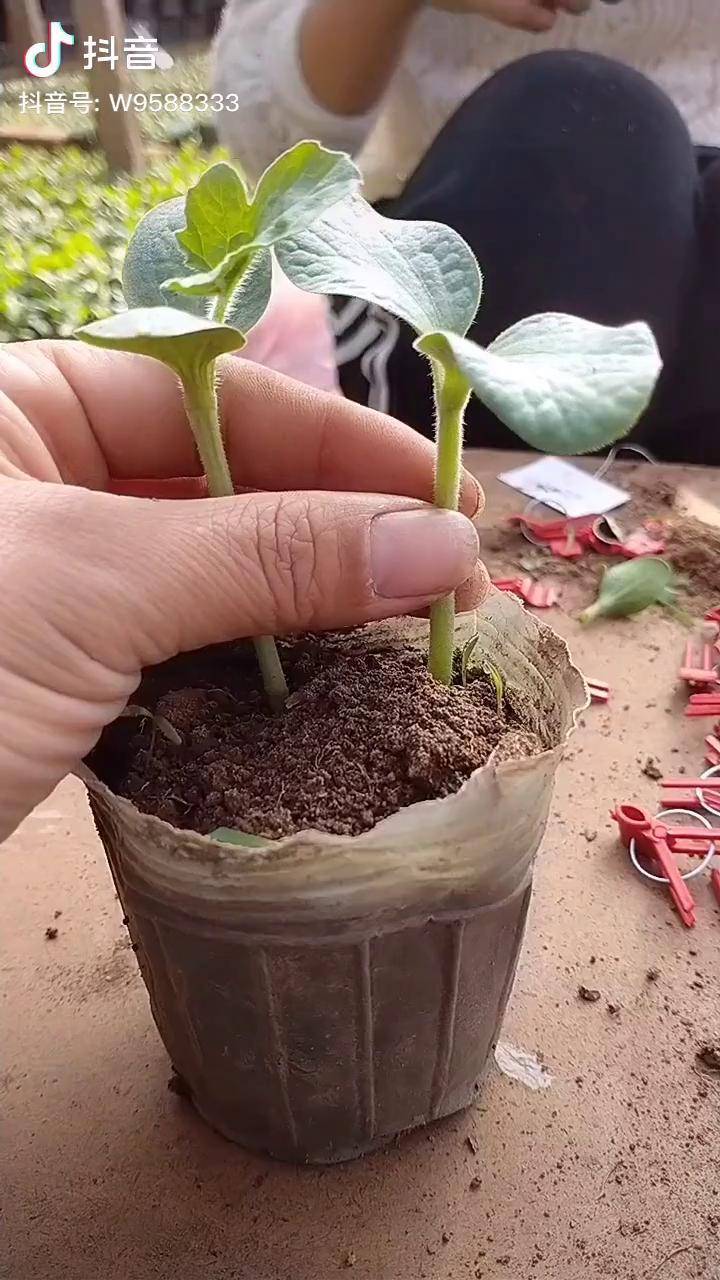 西瓜和冬瓜嫁接
