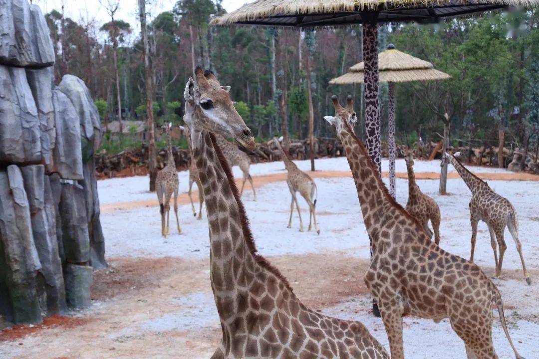 感恩教師節免門票遊雲南野生動物園啦