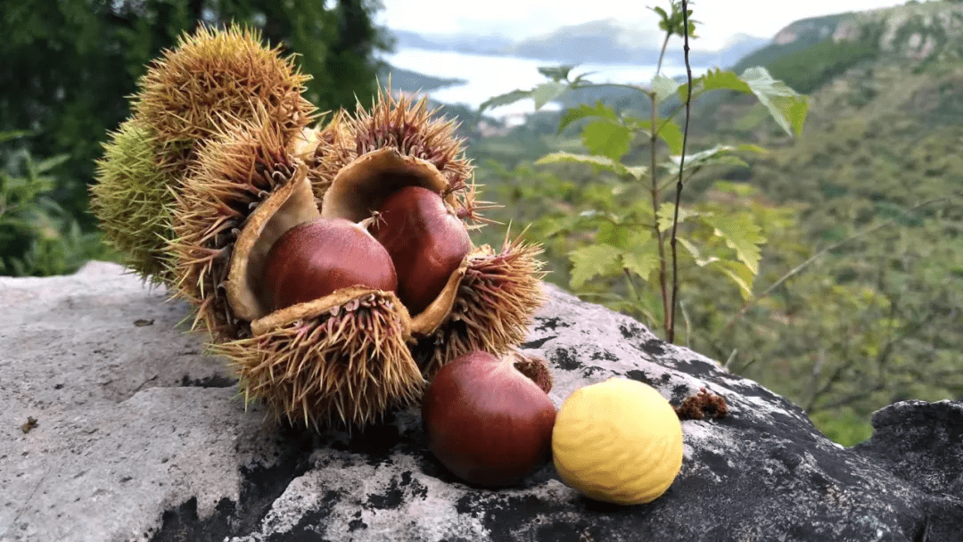 食在市中 | 七月的风,八月的雨,不如秋天的第一口大板栗