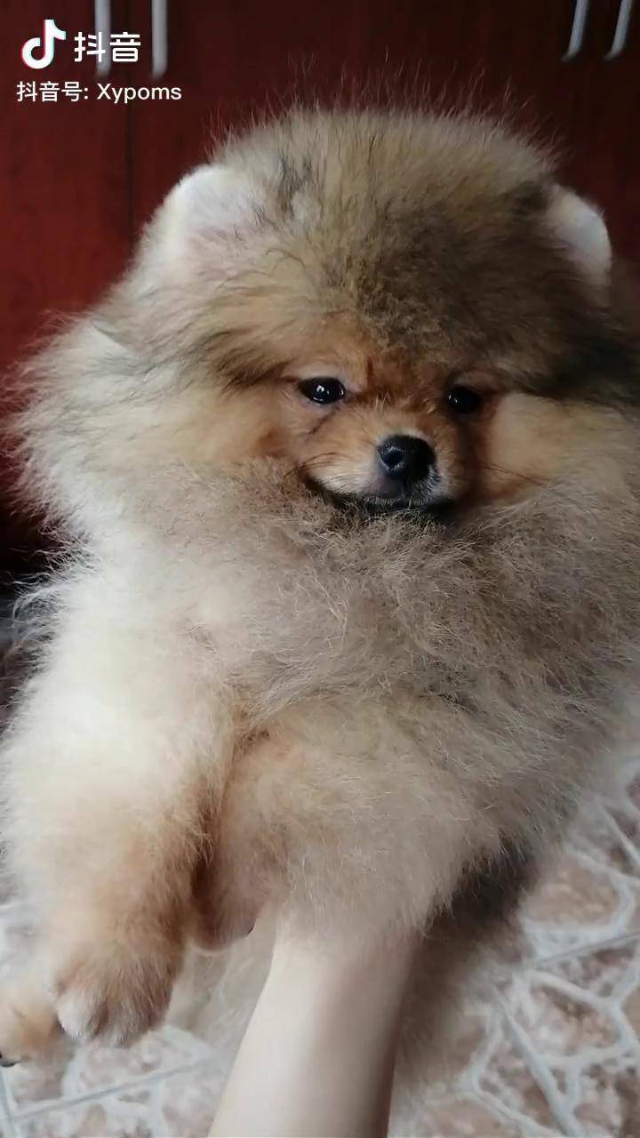 双血统博美 博美犬 家有萌犬