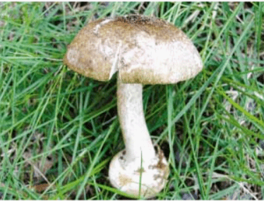 可怜广东一家三口吃毒蘑菇中毒抢救无效身亡野生蘑菇不能乱吃