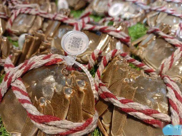 记者看到,除了有装在玻璃器皿里的螃蟹外,还有一部分大闸蟹被"五花大