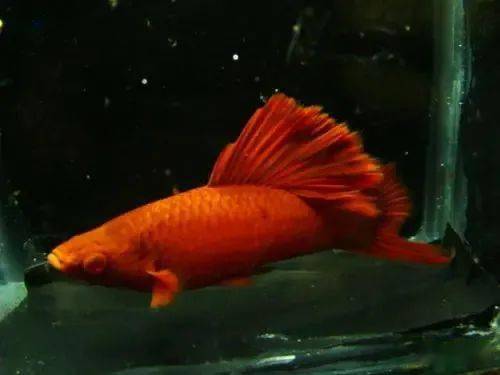 已培育出许多新的品种,如红剑,黄剑,白剑,黑鳍红剑,黑鳍白剑,鸳鸯剑等