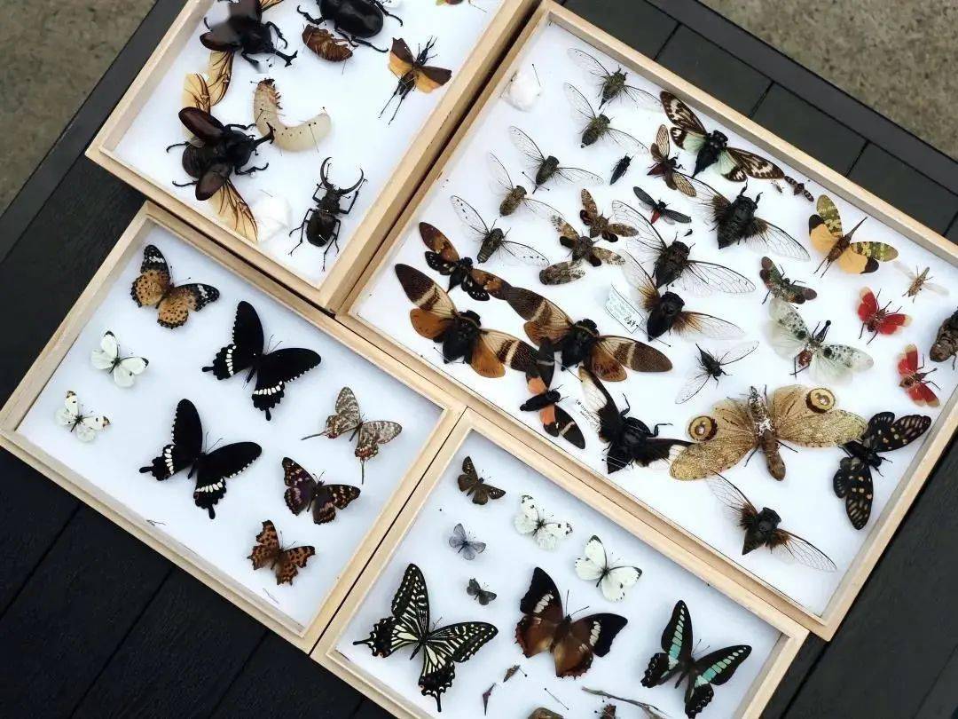 数百种生物标本带你探索生命的智慧这场科普展别错过