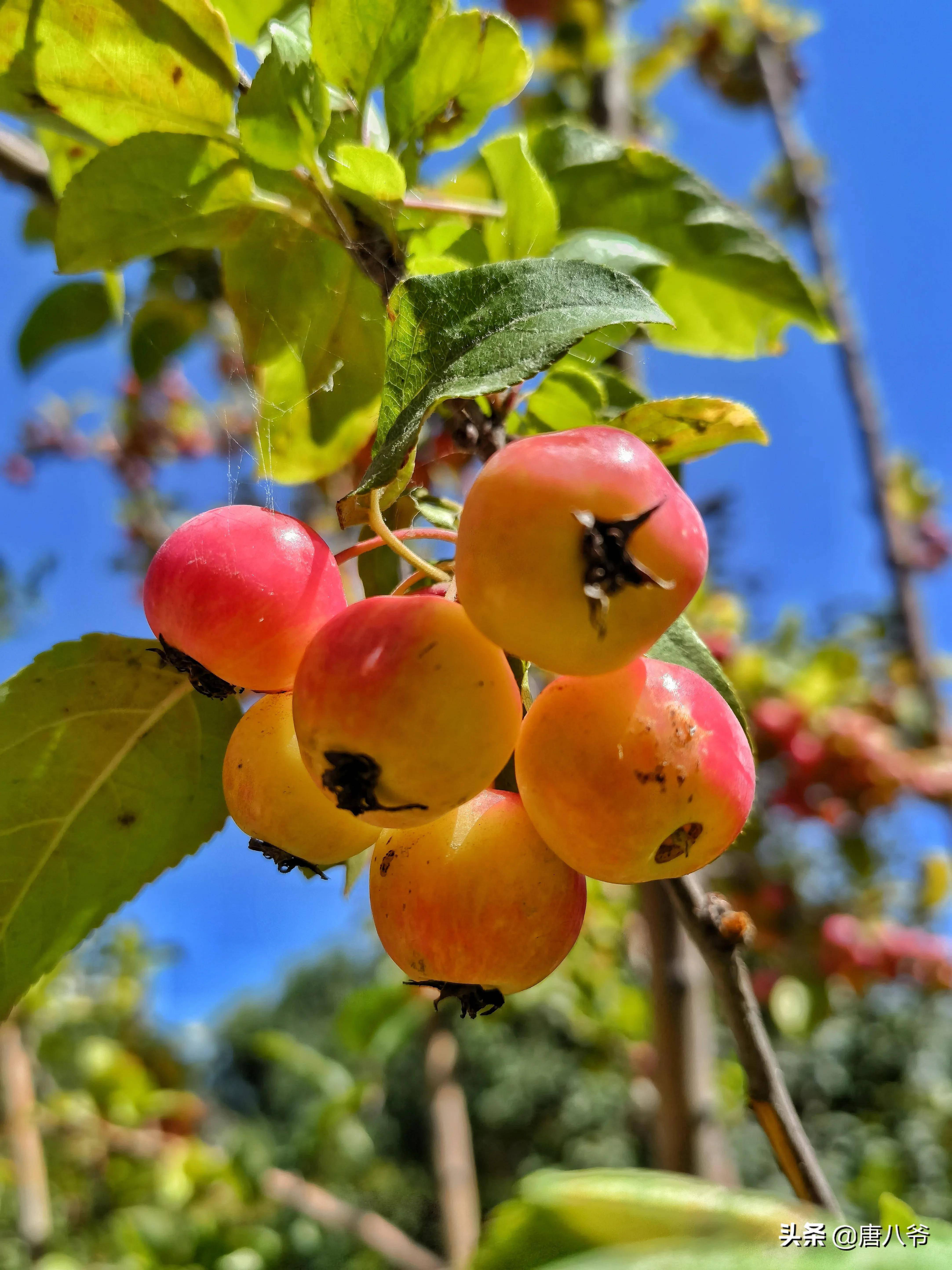 秋天到了果园里一片丰收在望的景象饱满的果实挂满枝头