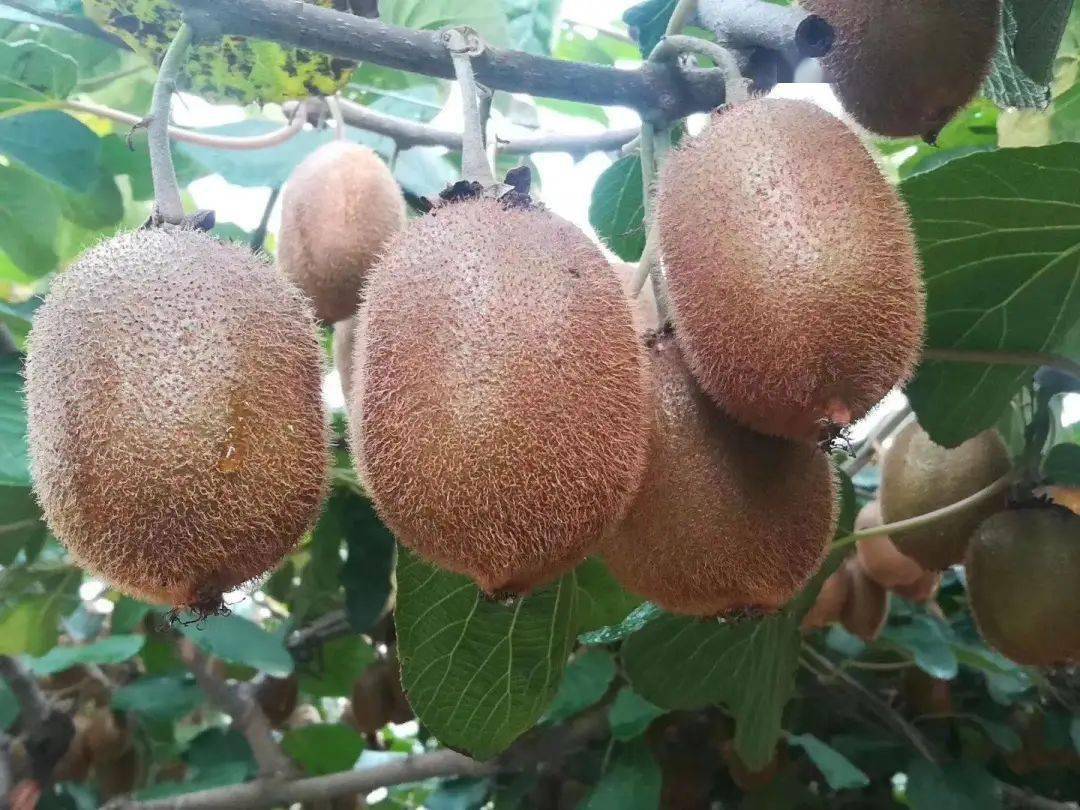 18元/斤 2021-09-07徐香猕猴桃云南昆明市西山区4.