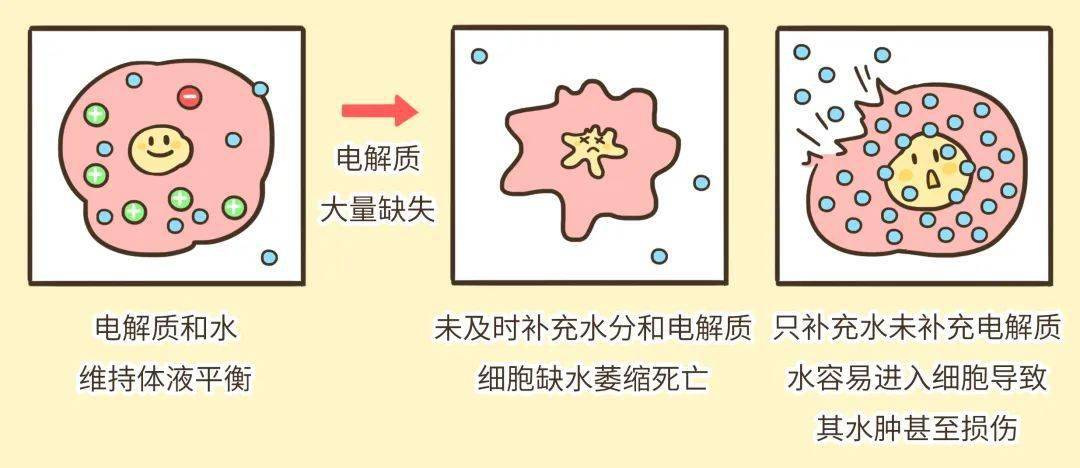 人体中的电解质主要包括钾,钠,氯,钙,镁等.