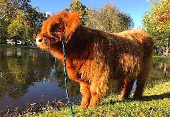 除了养鸡养牛,有时夫妻俩还会收养一些需要帮助的小动物.