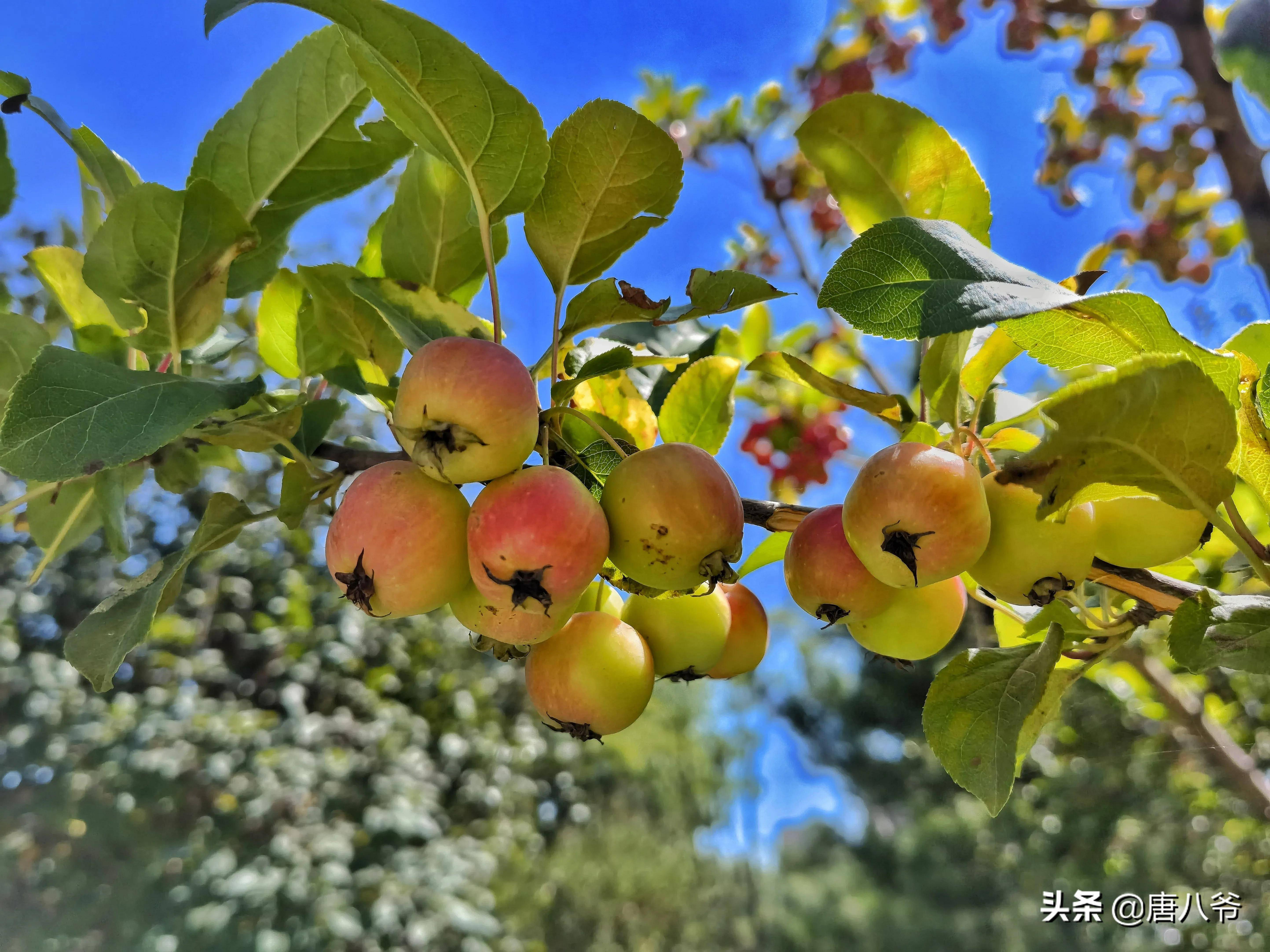 秋天果园图片景色图片