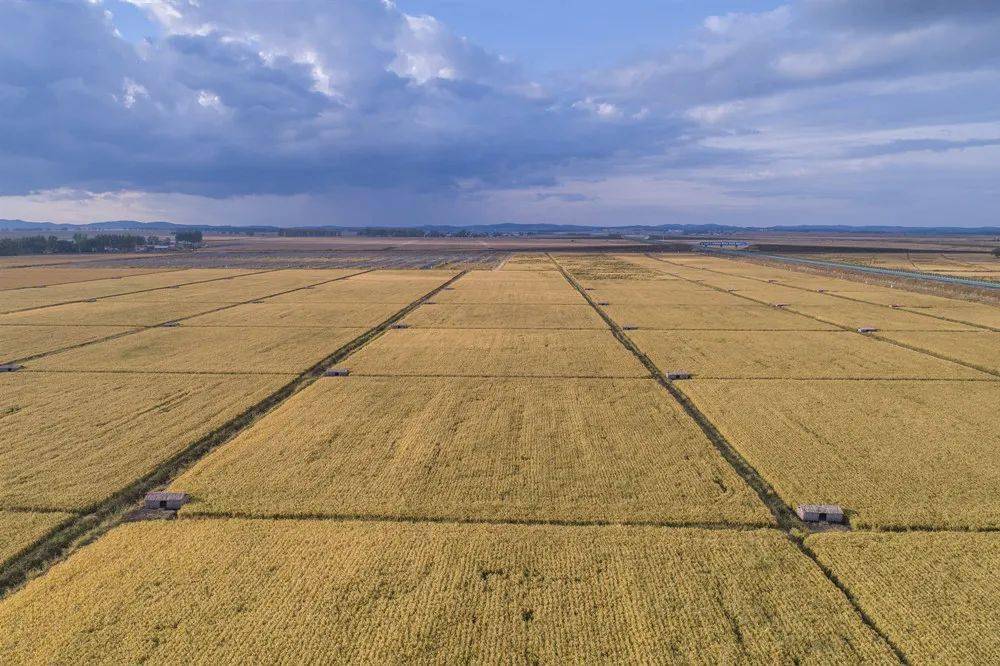 增肌食物排行_12大最常见增肥食物排行榜让你揪出增重元凶(组图)