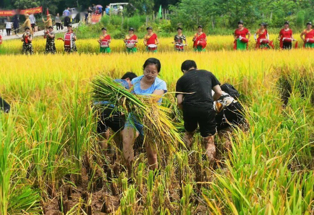 乡村振兴|市中区首届农民丰收节 逮鱼儿,打谷子 好热闹!