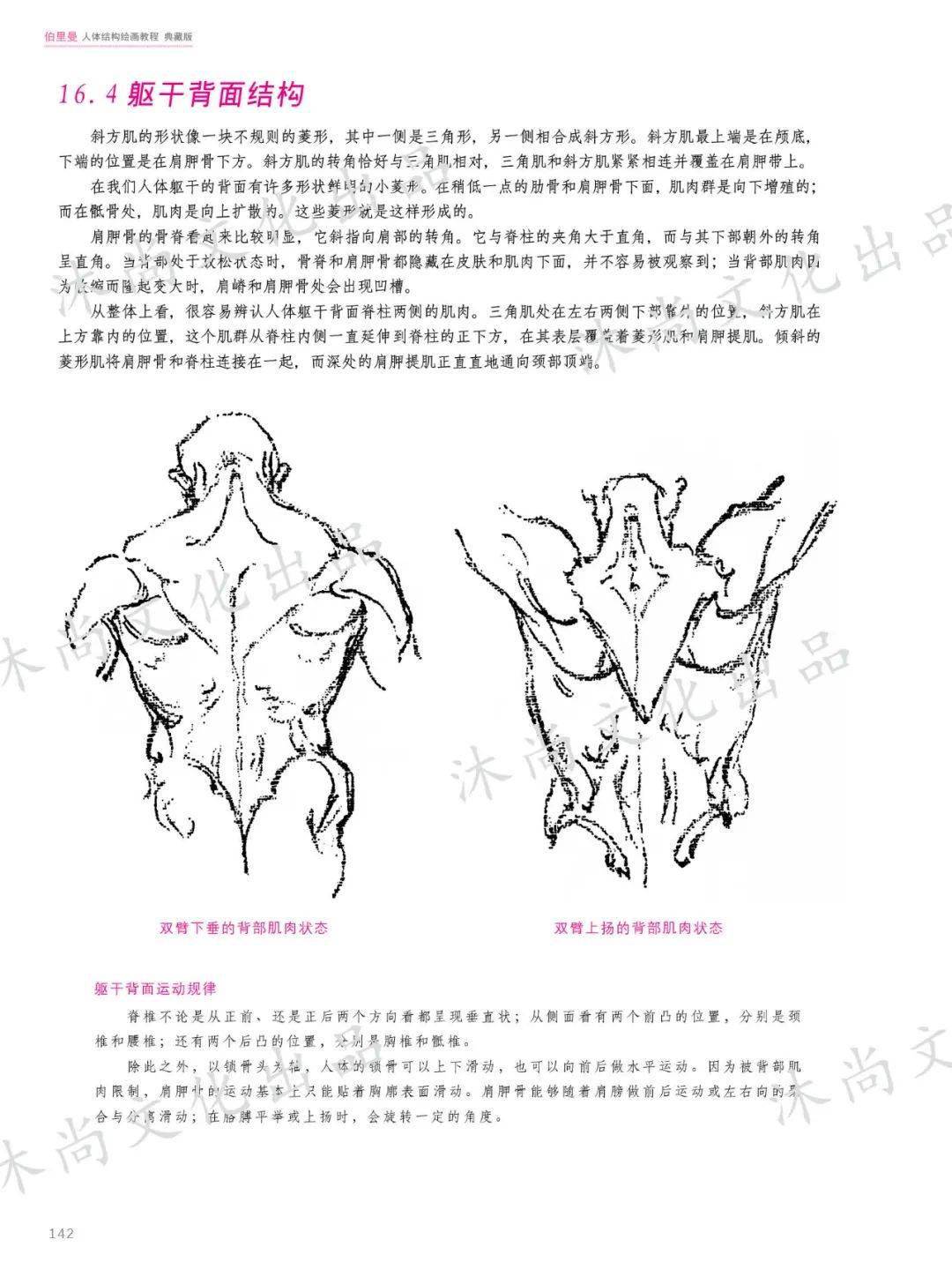 伯裡曼人體結構繪畫教程