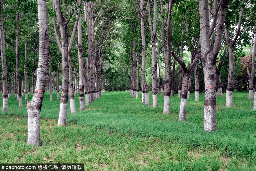 树上有个好地方2免费看高清版 072a9f4a047c4b37aaf152ed251a658f.png