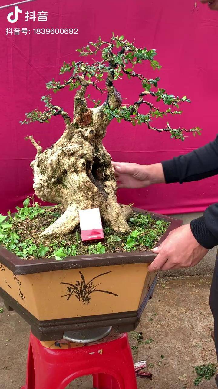 矮霸坨坨黄杨