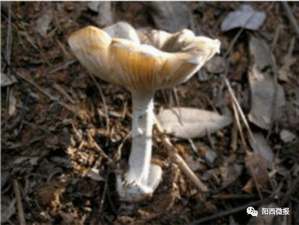 在家种蘑菇有什么注意事项 6aa48abeee904a9880413a69599325e2.png